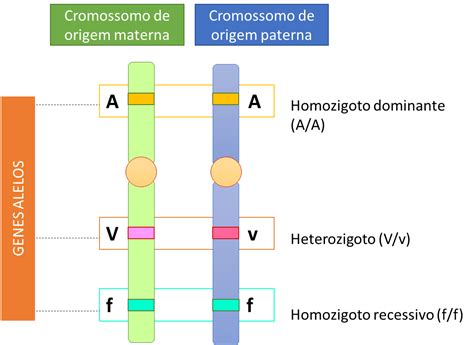 um indivíduo heterozigoto em relação a um par de alelos forma gametas diferentes na proporção de